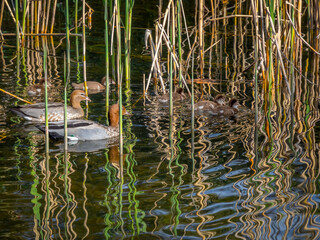 Duck Family In Reeds