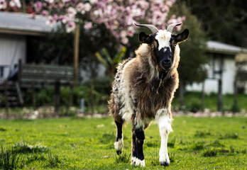 Goat on farmland and looking at camera. Copy space photography