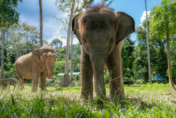Asian Baby Elephants in Malaysia 