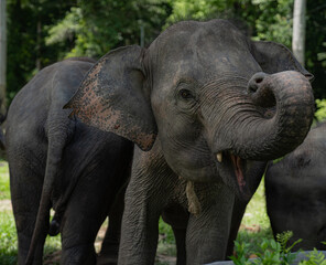 Fototapeta premium Asian Baby Elephants in Malaysia 