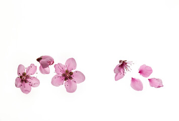 closeup of isolated cherry tree flowers in bloom with copy space above