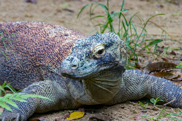 The Komodo dragon rests on the ground.
it is also known as the Komodo monitor, a species of lizard...
