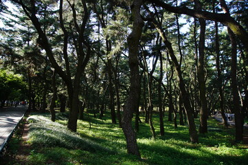 trees in the park