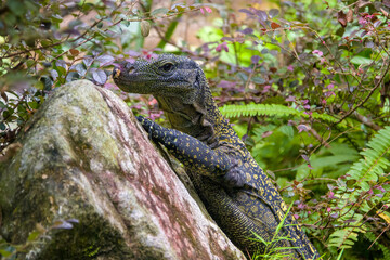 Salvadori's monitor (Varanus salvadorii) is one of the longest lizards in the world
It is an...