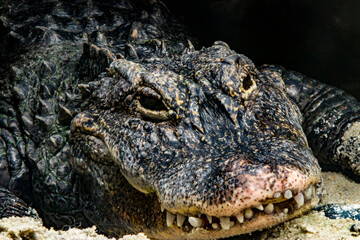 Obraz premium The closeup image of Chinese alligator (Alligator sinensis). A critically endangered crocodile endemic to China. Dark gray or black in color with a fully armored body.