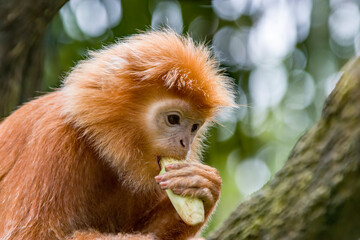 The Javan lutung (Trachypithecus auratus) closeup image,  also known as the ebony lutung and Javan langur, is an Old World monkey from the Colobinae subfamily