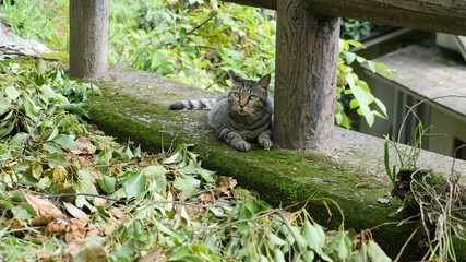 野良猫