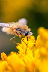 Small fuzzy large eyed insect feeding on a flower