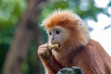 The Javan lutung (Trachypithecus auratus) closeup image,  also known as the ebony lutung and Javan langur, is an Old World monkey from the Colobinae subfamily