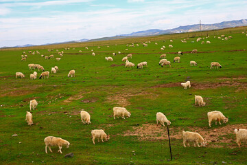 Fototapeta na wymiar The sheep of the grasslands