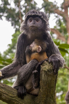 The female Javan lutung (Trachypithecus auratus) and baby's closeup image,  also known as the ebony lutung and Javan langur, is an Old World monkey from the Colobinae subfamily
