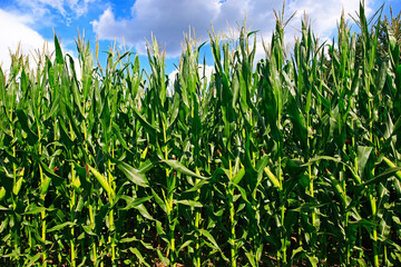 Corn fields, the harvest scene