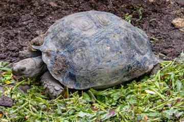 The Asian forest tortoise (Manouria emys) is a species of tortoise in the family Testudinidae. The species is endemic to Southeast Asia.
It is the largest tortoise in mainland Asia.