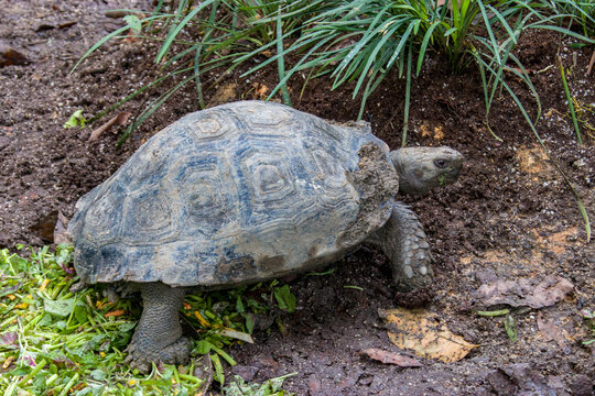 The Asian forest tortoise (Manouria emys) is a species of tortoise in the family Testudinidae. The species is endemic to Southeast Asia.
It is the largest tortoise in mainland Asia.
