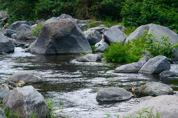 river in the forest