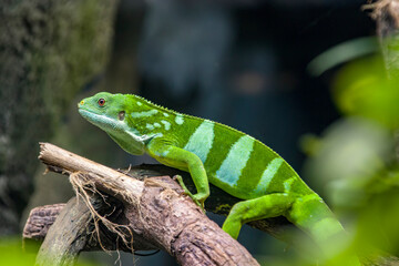 the closeup image of Fiji banded iguana (Brachylophus fasciatus) 
An arboreal species of lizard endemic to some of the southeastern Fijian islands. 