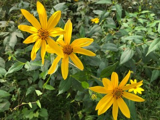 Yellow Wildflowers - Montgomery County, VA