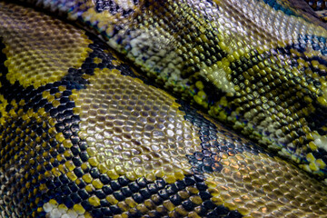The skin of reticulated python (Malayopython reticulatus). It is a species of snake in the family Pythonidae. The species is native to South Asia and Southeast Asia. It is the world's longest snake.
