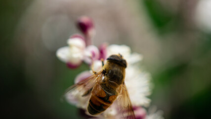 Bee Still 