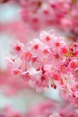 Fototapeta premium 桜