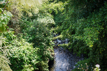 green moss on the rocks