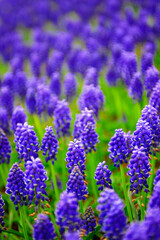 Fototapeta premium 春の花