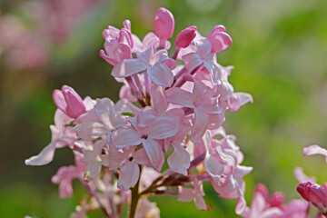 purple lilac bush flover closeup