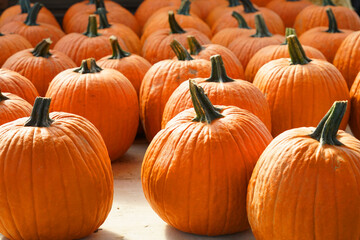 pumpkin harvest in autumn season