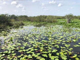 Everglades