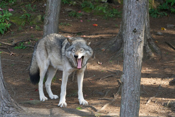 Naklejka na ściany i meble A lone timber wolf in the woods