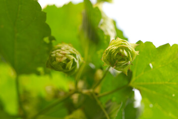 Cones of common hop (Humulus lupulus) with heavy blurred background, closeup shot