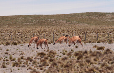 Naklejka premium Andean wildlife. Herd of Guanacos grazing in the golden grassland in the mountains. 