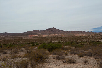 Desert landscape. View of the arid valley, sand, desert flora, giant cactus Echinopsis atacamensis, and rocky mountains in the horizon. 