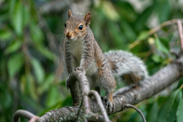 Grey Squirrel on a branch with leaves in background