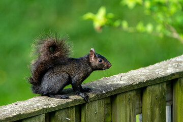 Naklejka na ściany i meble Black Squirrel on a Fence