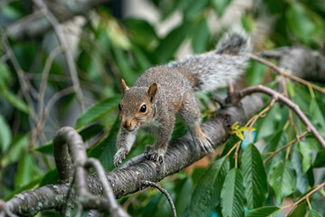 Naklejka na ściany i meble Grey Squirrel on a branch with leaves in background
