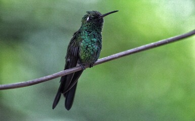 hummingbird in flight