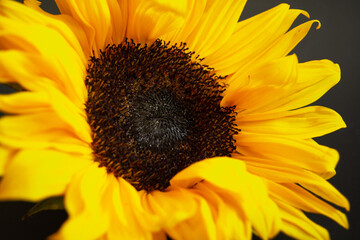 Naklejka premium sunflower close up