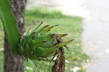 close up of a pine tree