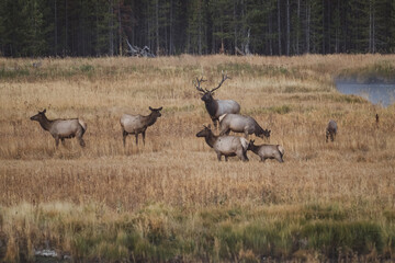 Bull elk among many female cow elks in Yellowstone National Park during the fall rut