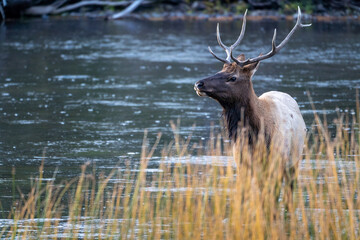 Bull elk standing in the Madison River in Yellowstone National Park