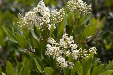 White blooming panicle inflorescences of Toyon, Heteromeles Arbutifolia, Rosaceae, native hermaphroditic evergreen woody shrub in Ballona Freshwater Marsh, Southern California Coast, Summer.