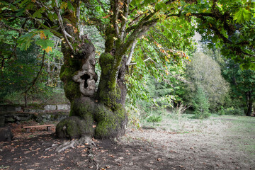 Fototapeta na wymiar Old tree in a park