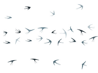 Flying martlet birds silhouettes vector illustration. Nomadic martlets group isolated on white. 