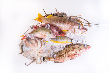 Raw Sea food. Fresh Catch fishes, Variation of Snapper,Grouper, Lobster and Octopus on-white-background