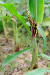 Corn green tree Destroyed by worm 