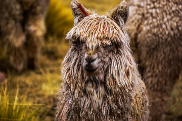 Wild llama is the indigenous animal of Peru and well known in Cusco Peru