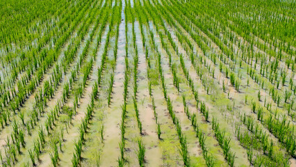 Thailand Rice Paddy Fields