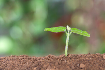 Green seedling growing out of soil in spring