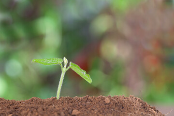 Green seedlings growing out of the soil in spring